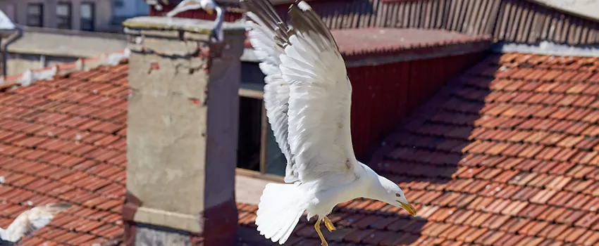 Residential Chimney Animal Removal Solution in Park Forest, IL